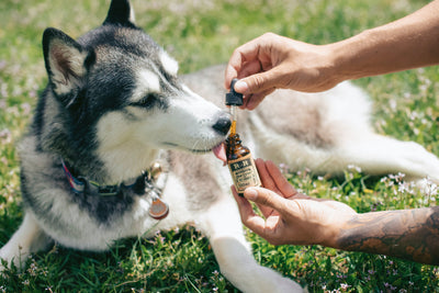 CBD for Pets: What Is It and What Are Its Benefits?