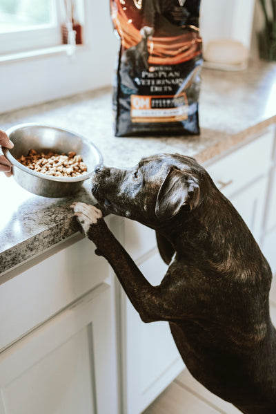What's the Best Diet for my Dog?