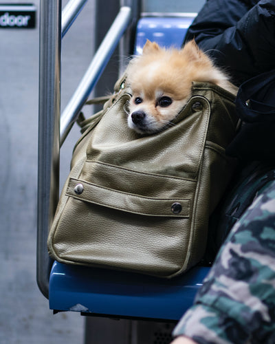 A Pet-Friendly Travel Guide: Let’s Go to New York City!