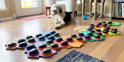 Teaching Dogs to Communicate with Buttons: How Does It Work?