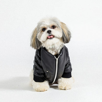 Most Fashionable Pets on Instagram You Don’t Want to Miss!